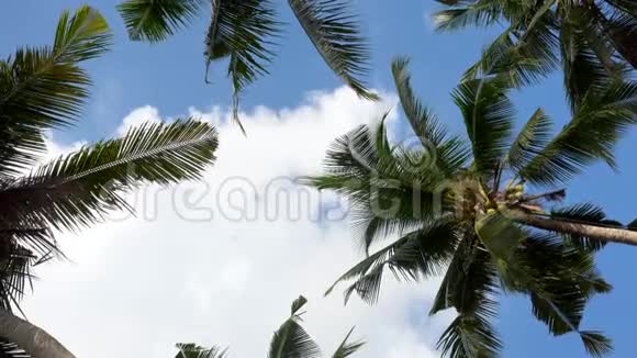 蓝天背景下挥动绿叶的棕榈树的景色热带棕榈树叶子的低角度视图视频的预览图