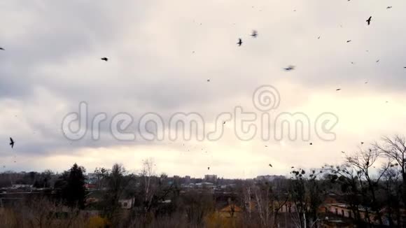 在阴天冬天寒冷的一天日落时一群黑乌鸦在城市上空盘旋天空布满了灰色视频的预览图
