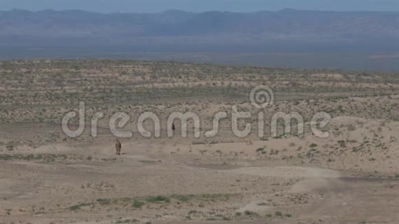 骆驼商队穿过沙漠空气的热量振动视频的预览图