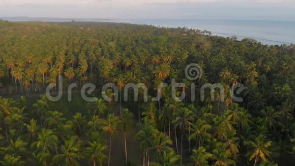 天堂岛的椰子棕榈热带景色日出时的鸟瞰视频的预览图
