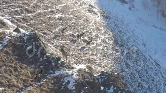 在克拉斯诺亚尔斯克西伯利亚自然保护区斯托尔比的山坡上鸟瞰一群野生鹿视频的预览图