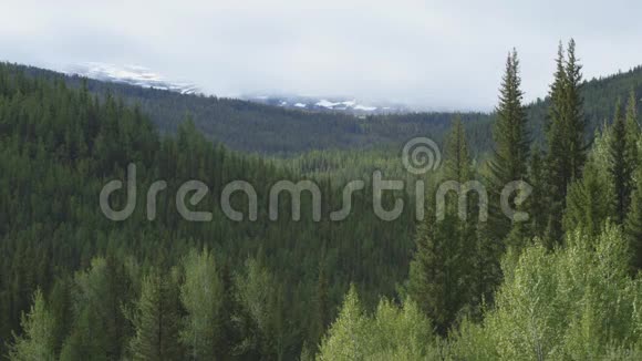 森林在雪山的背景下伴着自然的声音视频的预览图