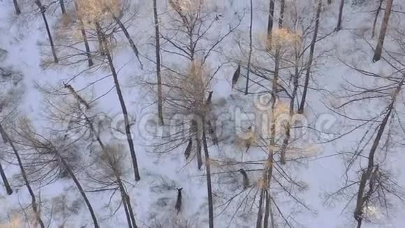 克拉斯诺亚尔斯克西伯利亚自然保护区斯托尔比的一片白雪覆盖的森林中一群野鹿的鸟瞰图视频的预览图