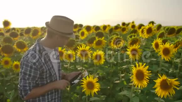 农夫在田里散步用平板电脑做向日葵的工作视频的预览图