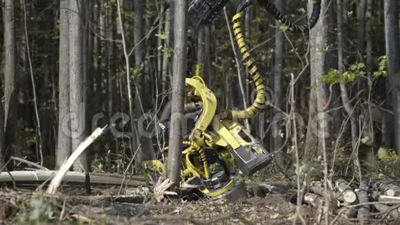 森林收割机倒下锯树倒下的树伐木机砍伐树木砍伐树枝和铺设视频的预览图