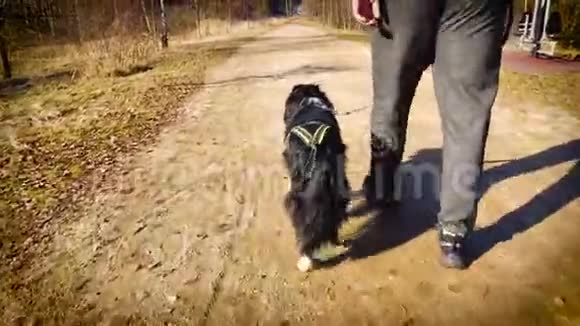 一个男人在公园里和狗一起散步视频的预览图
