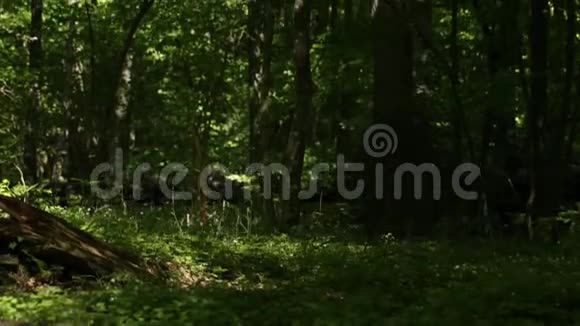 森林调查视频的预览图