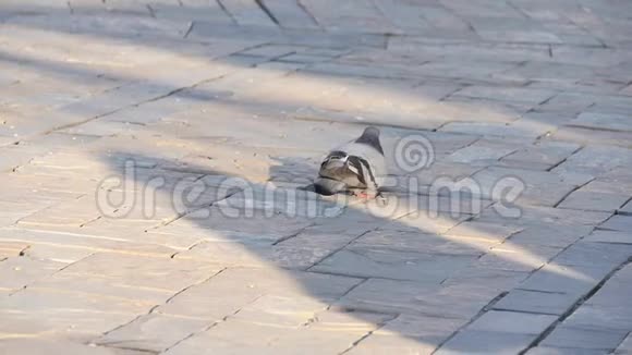 在土耳其伊兹密尔市的人行道上喂食慢动作鸽子后景视频的预览图