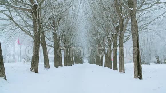 冬天小巷里美丽的白雪覆盖的树木倾斜的镜头视频的预览图