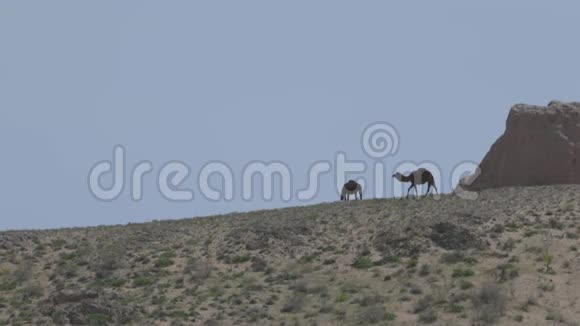 沙漠中的骆驼野性与冒险的概念视频的预览图