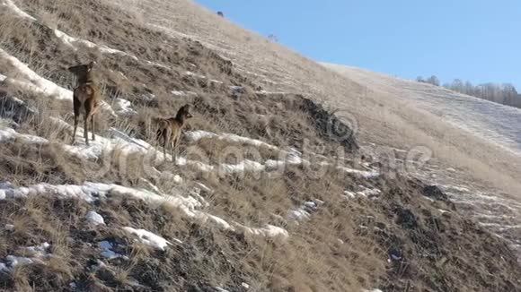 一只母鹿山腰上有一个婴儿视频的预览图