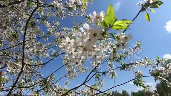 樱花树枝随风摇摆视频的预览图