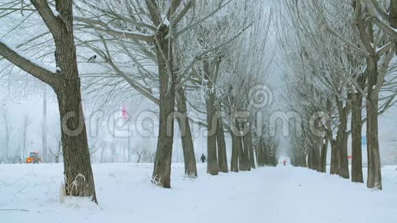 用白雪覆盖的树木点缀着美丽的冬巷视频的预览图