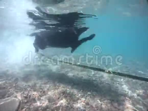 一只黑狗在海里游泳水下射击自然界的动物视频的预览图