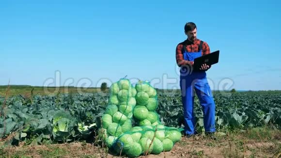 带手提电脑的农业工人用卷心菜检查包视频的预览图