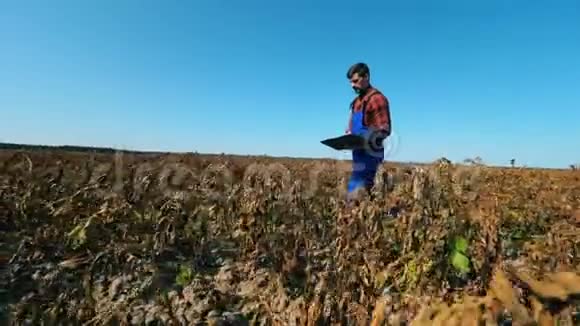 一个拿着笔记本电脑的农学家带着庄稼走在田野上农民在农田上视频的预览图