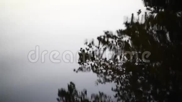 水面倒影的树视频的预览图