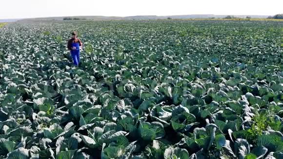 专业农学家带着卷心菜在田野上散步视频的预览图