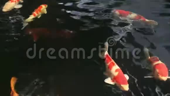 日式禅园4k鲤鱼鲤鱼池视频的预览图