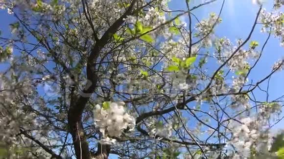 阳光明媚的一天一棵开花的樱桃树在一阵风的吹拂下摇曳时间流逝视频的预览图
