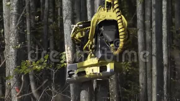 机械桅杆的手臂在森林里砍下一棵刚砍下的树干视频的预览图