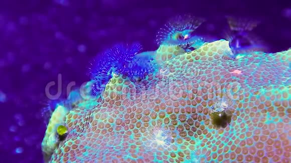 鲍里斯珊瑚中的圣诞树蠕虫视频的预览图