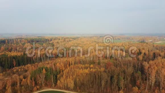 有红色和橙色叶子的森林和五颜六色的树木的景观在树木和草甸上空飞行视频的预览图