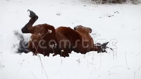 深棕色的马在雪地里滚动站起来摇晃细节深雪的森林视频的预览图