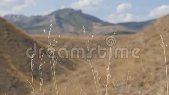 山地景观草的干叶在风中弯曲在克里米亚半岛旅行视频的预览图