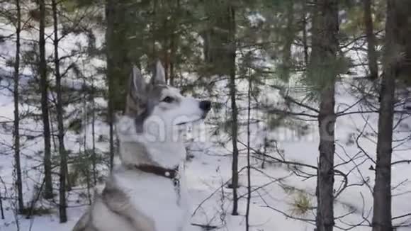 可爱的灰狗坐在冬天的森林里下雪视频的预览图