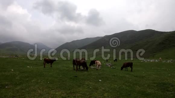 奶牛在草地上放牧绿草如茵的天空和树木农场工作农业的背景视频的预览图