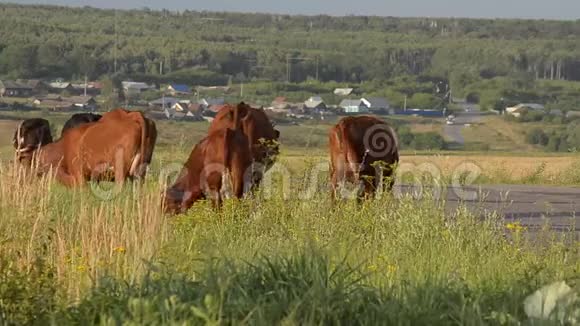 牛从牧场回到村子视频的预览图