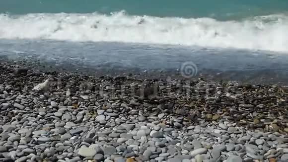 纯净的水波在五彩抛光的卵石上移动近距离观看视频的预览图