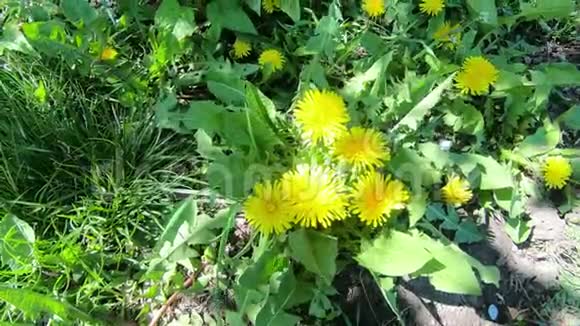 黄色的蒲公英花春天的野花丛视频的预览图
