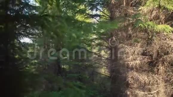 母亲和女儿沿着森林小径散步视频的预览图