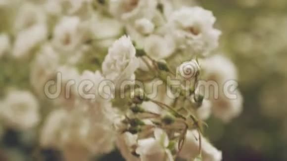 花枝上有白花灌木上有小芽视频的预览图