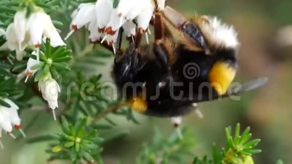 大黄蜂在花朵上采集花粉作为蜂蜜视频的预览图