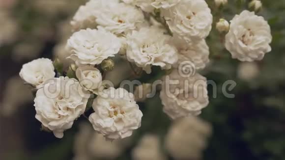美丽的白玫瑰盛开在绿叶丛中视频的预览图