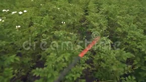 红手喷雾器保护马铃薯灌木免受昆虫侵害视频的预览图