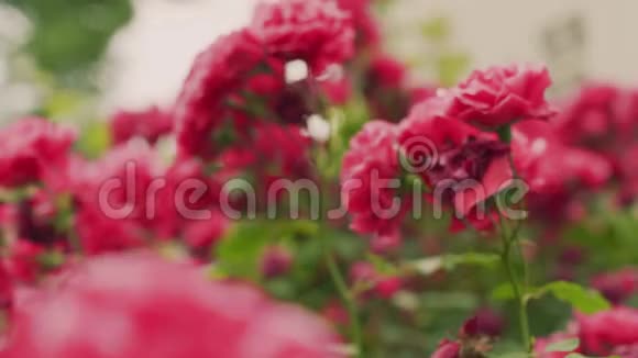 把美丽的春红玫瑰挂在绿丛中视频的预览图