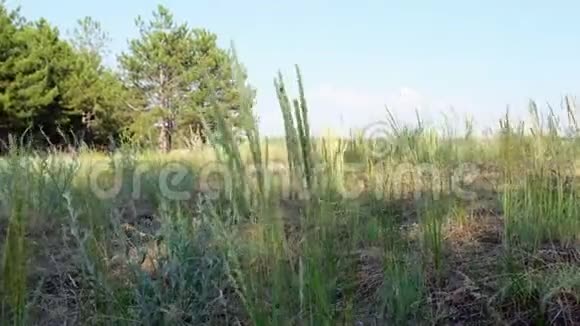 乌克兰森林边缘草原上的绿草视频的预览图