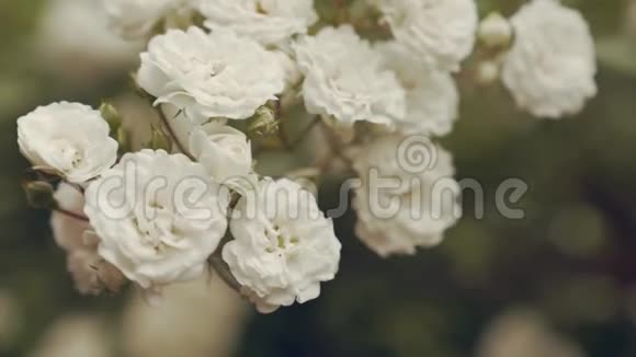 夏天花园里绿丛中的白玫瑰花视频的预览图