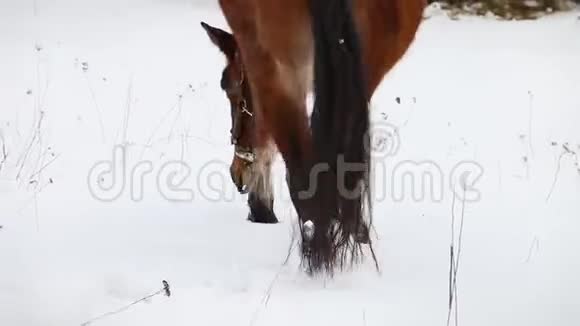 深棕色的马从镜头前走过雪林中视频的预览图