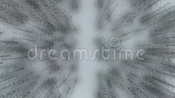 冬天的林地视频的预览图