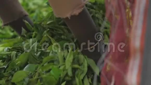 新鲜的绿茶叶子从蓝色的袋子里掉了一大堆视频的预览图