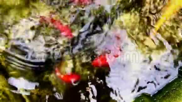 金鱼吃湖里的食物视频的预览图