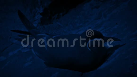 夜里海鸥在悬崖上休息视频的预览图