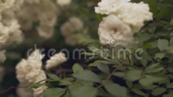 绿丛盛开的白玫瑰背景模糊视频的预览图