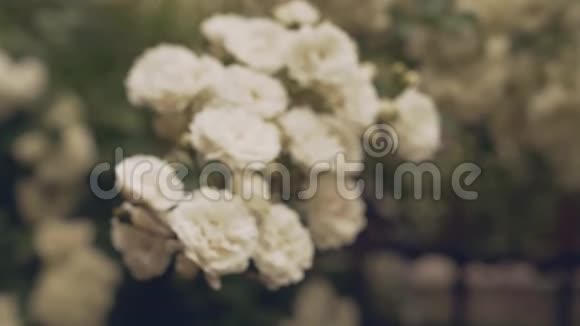 绿树丛中盛开的野白玫瑰视频的预览图