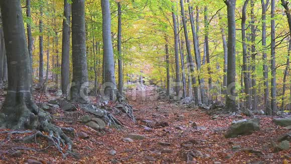 美丽的秋天山毛榉林中的森林之路视频的预览图
